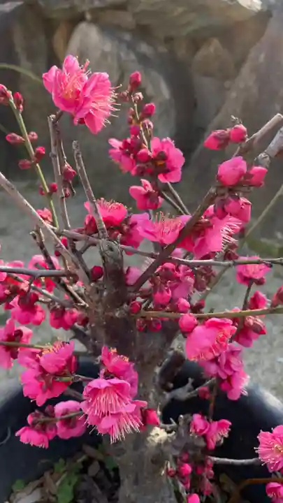 菅原神社の自然