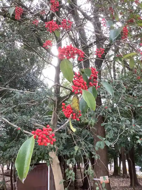 八幡社(柏井町)の自然