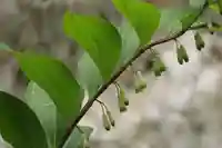 鹿島大神宮の自然