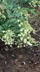 赤城神社の自然