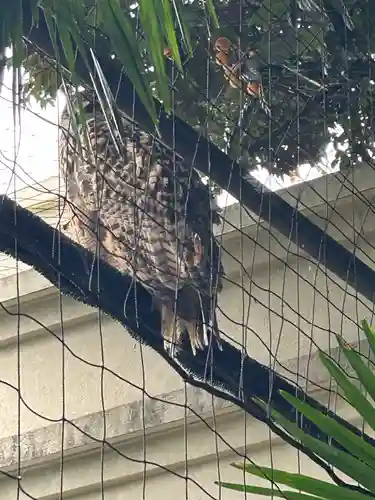 柏諏訪神社(千葉県)