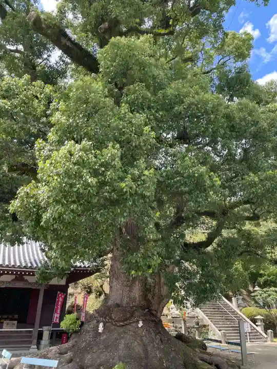 観音寺(香川県)