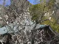 浄光明寺の自然