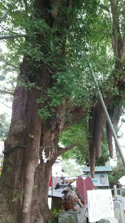 海南神社の自然