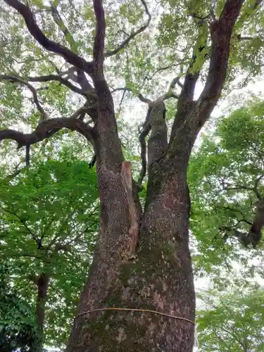 男女神社の自然