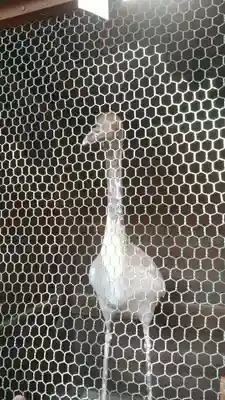 白鳥神社(香川県)