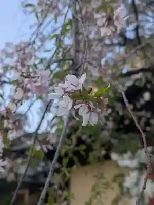 上千葉香取神社(東京都)