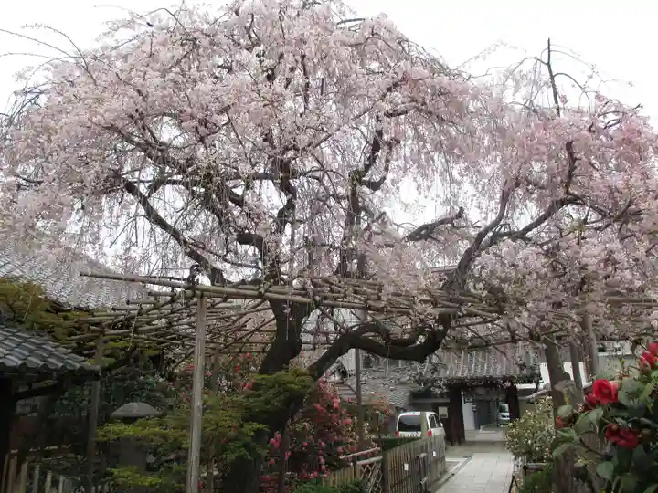 地蔵院(椿寺)の自然