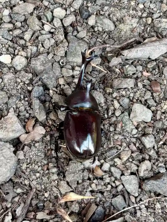 蚊里田八幡宮(長野県)