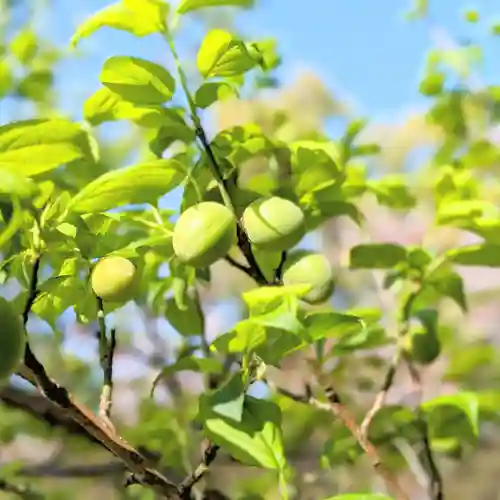 三津厳島神社(愛媛県)