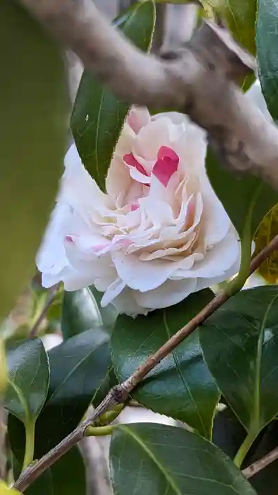 日體寺(京都府)