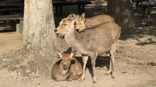 東大寺(奈良県)