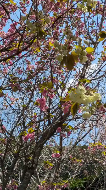 圓光寺(京都府)