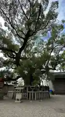 杭全神社(大阪府)