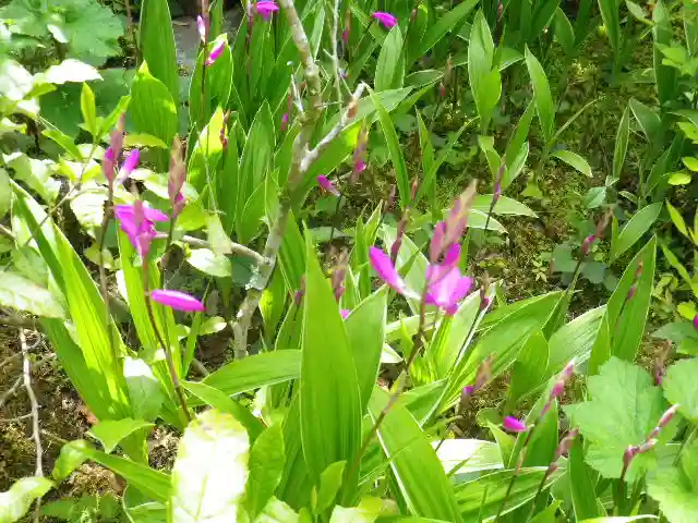 黄梅院(円覚寺塔頭)の自然