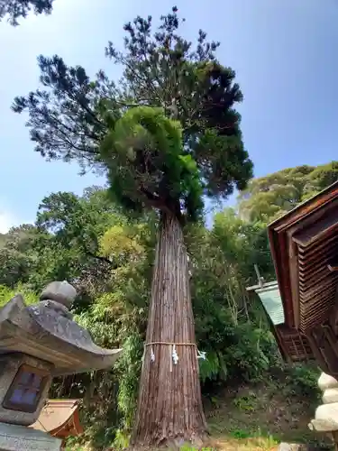 日牟禮八幡宮の自然