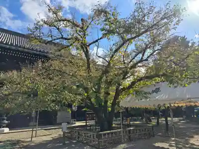 真正極楽寺(真如堂)(京都府)