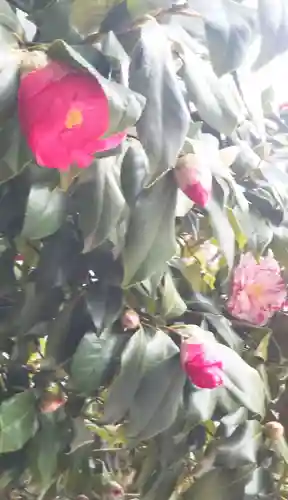 鳥越神社の自然