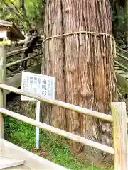 八女津媛神社の自然