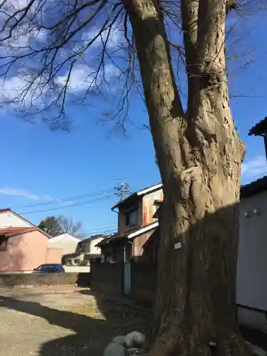 西宮神社の自然