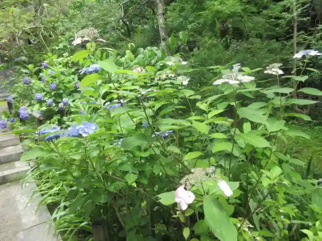 安國論寺(安国論寺)の庭園