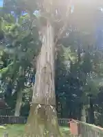 霧島神宮(鹿児島県)