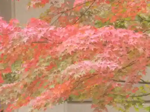 鶴岡八幡宮の自然