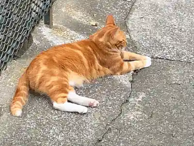 海南神社(神奈川県)