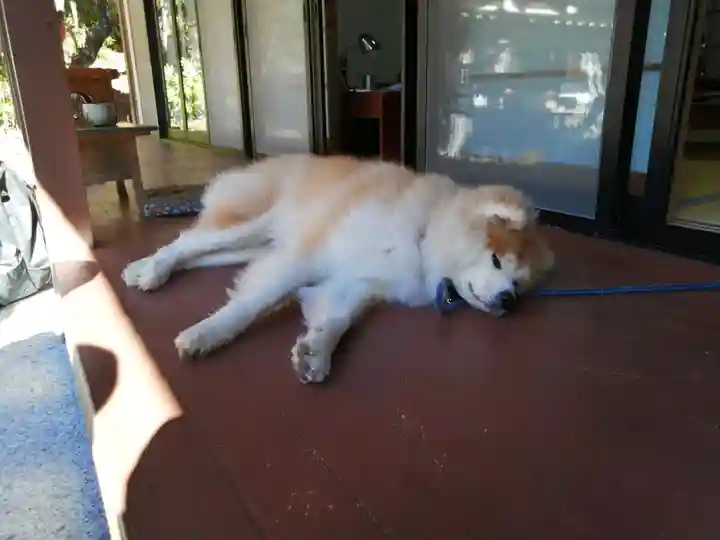 川見薬師寺の動物