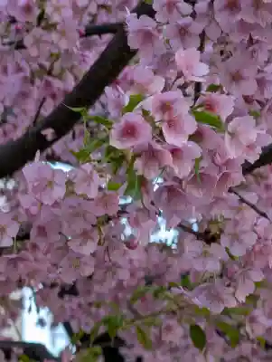 日蓮宗　浄運寺の{uncategorized: "未分類", other: "その他", undefined: "問題あり", building: "その他建物", grave: "お墓", sacred_gate: "鳥居", guardian: "狛犬", statue: "像", buddha: "仏像", history: "歴史", nature: "自然", garden: "庭園", animal: "動物", pagoda: "塔", temizu: "手水舎", mountain_gate: "山門・神門", sanctuary: "本殿・本堂", subordinate: "末社・摂社", art: "芸術", scenery: "景色", jizo: "地蔵", ema: "絵馬", goshuin: "御朱印", omikuji: "おみくじ", items: "授与品その他", amulet: "お守り", goshuincho: "御朱印帳", eats: "食事", festival: "お祭り", votive_dance: "神楽", shichigosan: "七五三参", wedding: "結婚式", experience: "体験その他", initially: "初詣", around: "周辺", anti_infection: "感染症対策"}