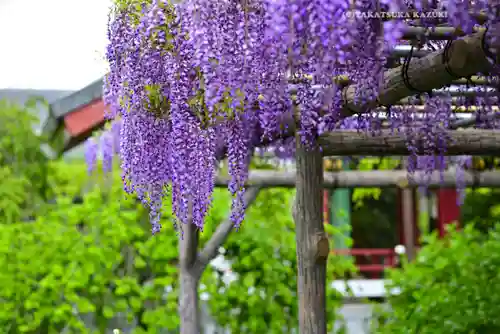 亀戸天神社(東京都)