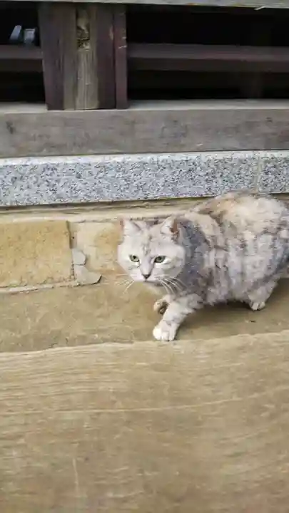 麻賀多神社の動物