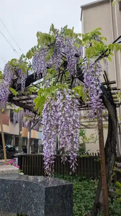 藤之宮 春日神社(野田の藤跡)(大阪府)