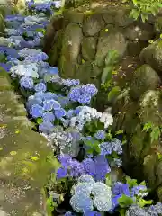 岡寺（龍蓋寺）(奈良県)