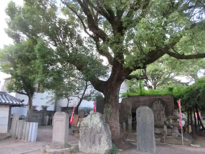 葛井寺(大阪府)