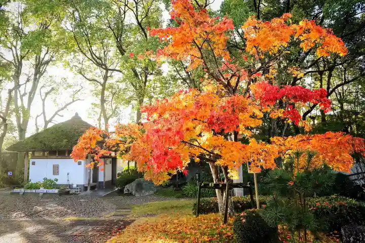 温泉山 安楽寺(四国霊場第六番札所)の自然