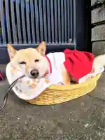 福島八幡宮の動物