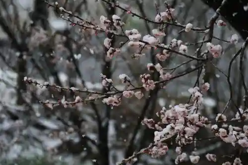 阿久津「田村神社」（郡山市阿久津町）旧社名：伊豆箱根三嶋三社の自然