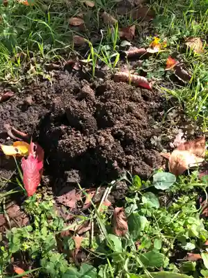 南沢氷川神社のその他建物