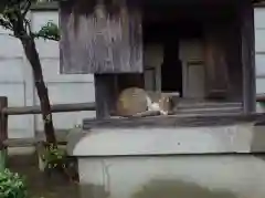 高根町熊野神社の動物