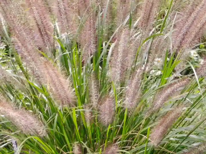 阿邪訶根神社(福島県)