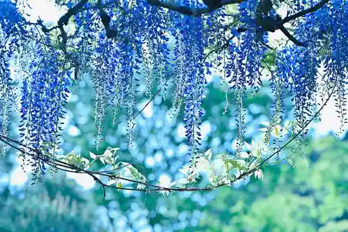 金蛇水神社(宮城県)
