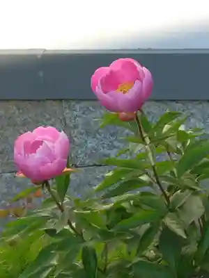 當麻寺　護念院の自然