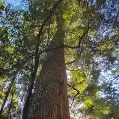 伊勢神宮内宮（皇大神宮）(三重県)