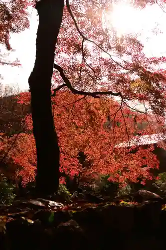 高山寺(京都府)