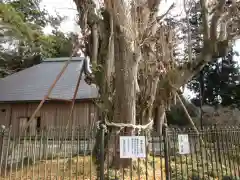 村山浅間神社の自然