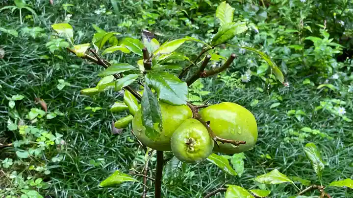 雷電神社(山形県)