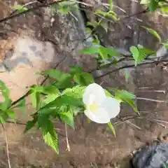 定林山　能成寺の自然