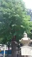 草加神社の自然