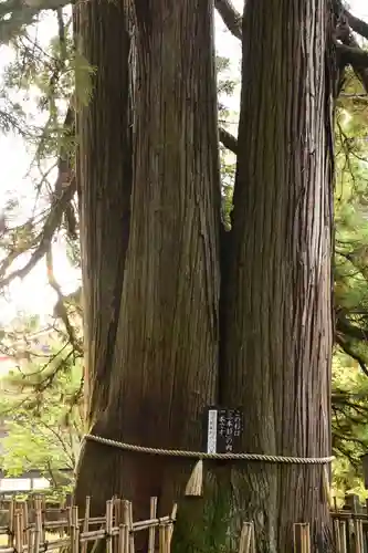 戸隠神社中社(長野県)